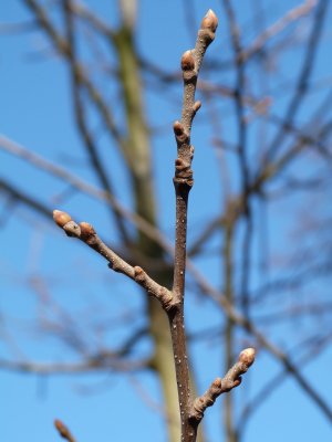Castanea sativa 'Variegata' - kaštanovník jedlý - pupen